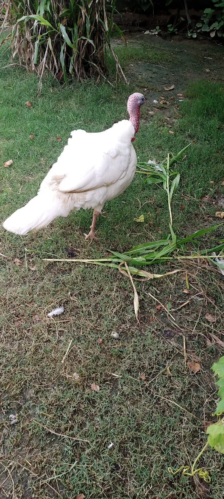 Pure White Turkey Breeder Pair - Fully Mature & Ready for Laying — photo 2