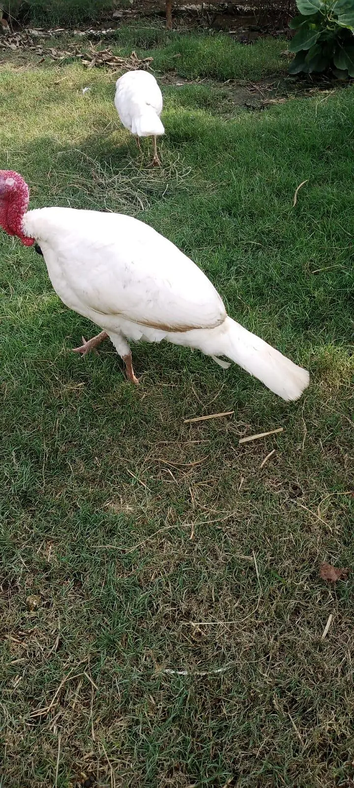 Pure White Turkey Breeder Pair - Fully Mature & Ready for Laying — photo 3