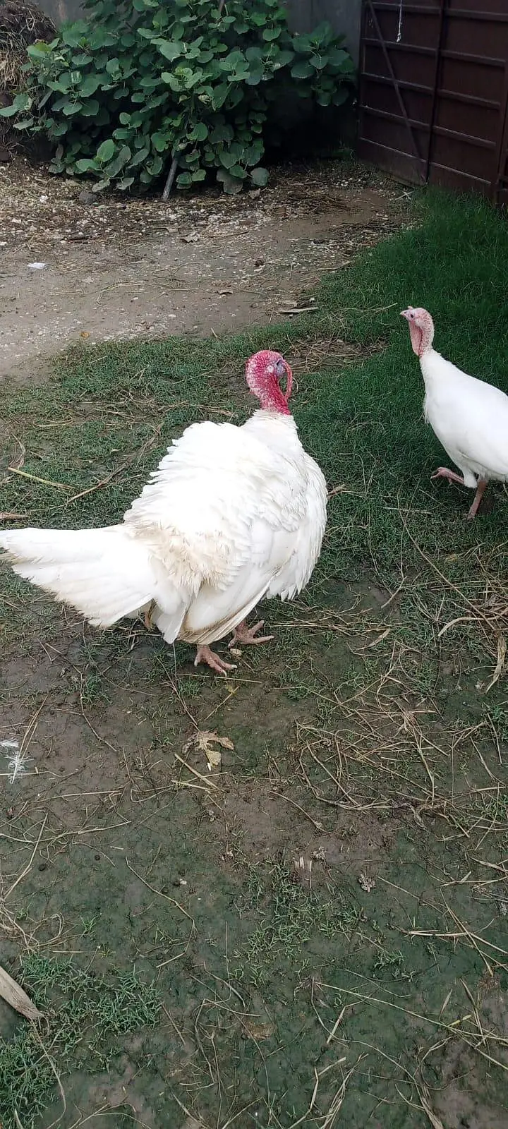 Pure White Turkey Breeder Pair - Fully Mature & Ready for Laying — photo 4