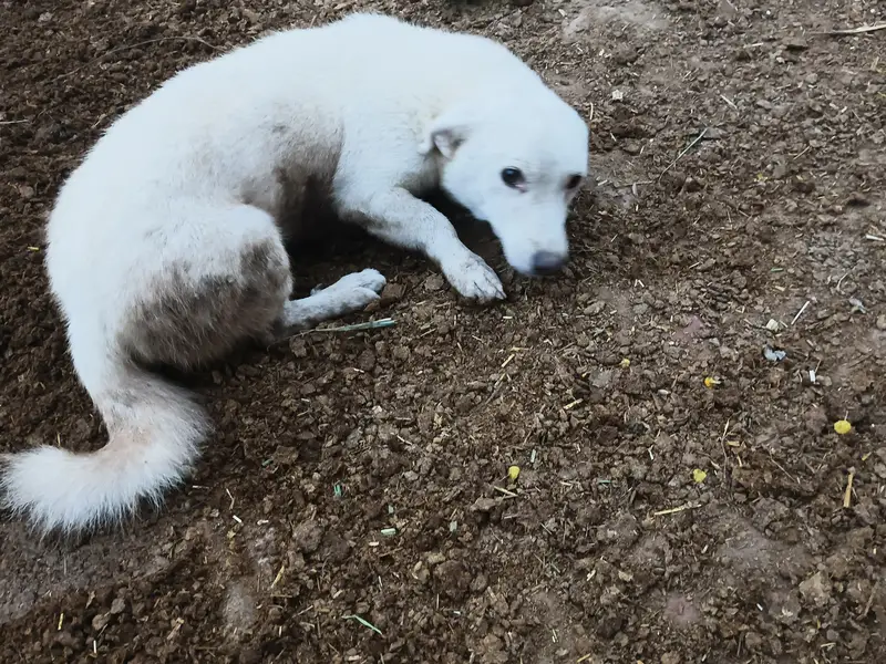 This dog is very friendly and closed me — photo 2