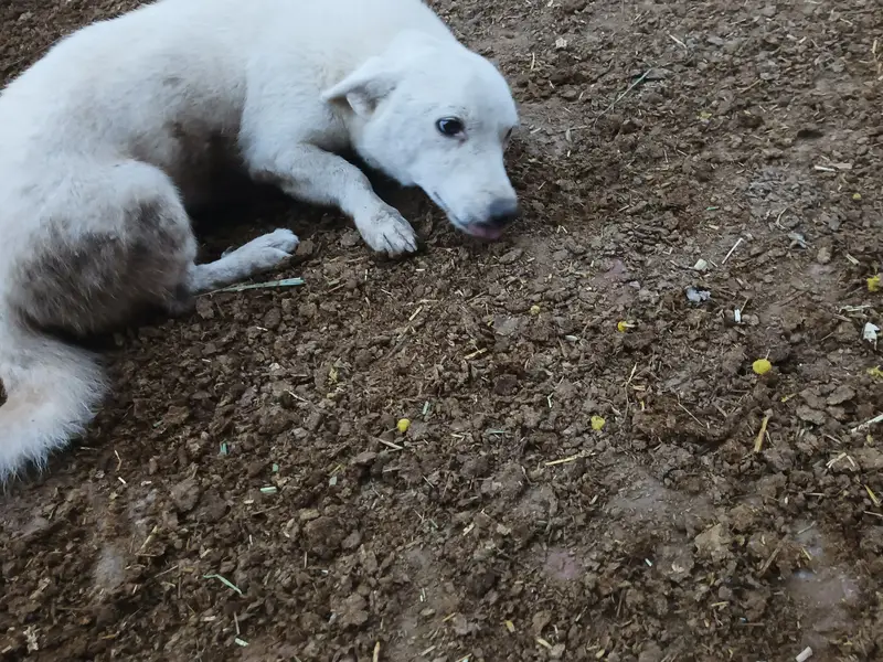This dog is very friendly and closed me — photo 3