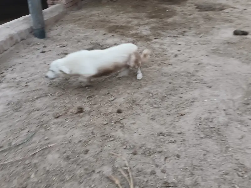 This dog is very friendly and closed me — photo 4
