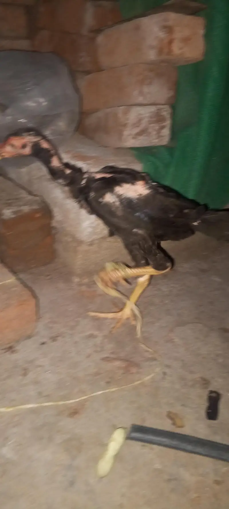 Grunteed aseel patha and pathi — photo 3
