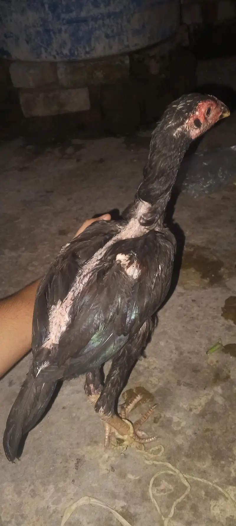 Grunteed aseel patha and pathi — photo 6
