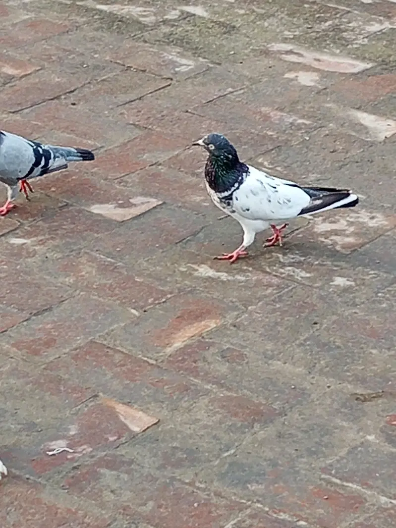breeders pairs — photo 2