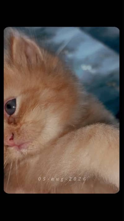 Cat kitten