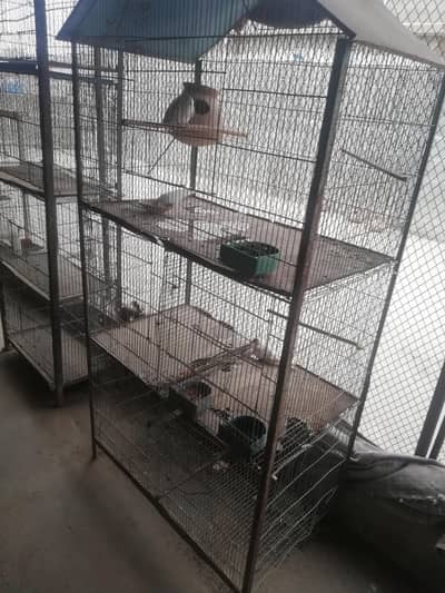 budgies pair and 3 cages
