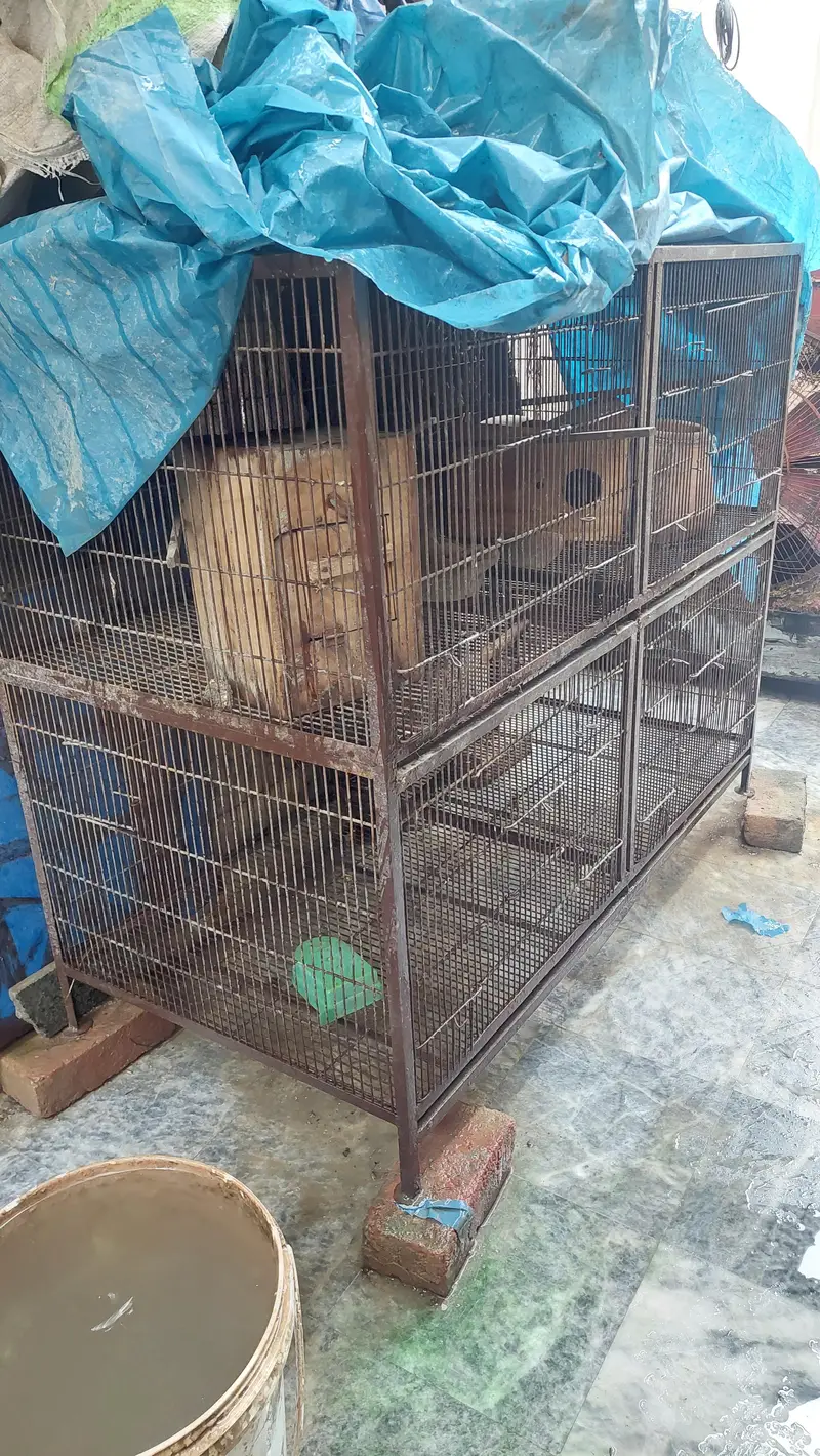 birds cage — photo 2