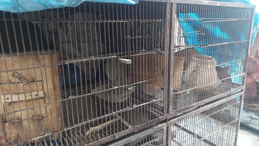 birds cage — photo 3