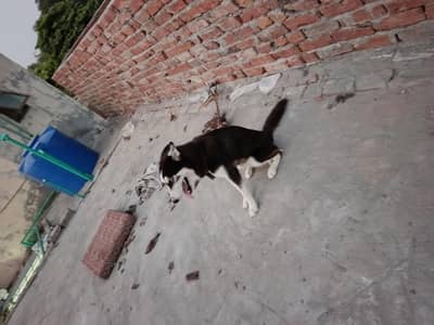 Female Husky For Sale