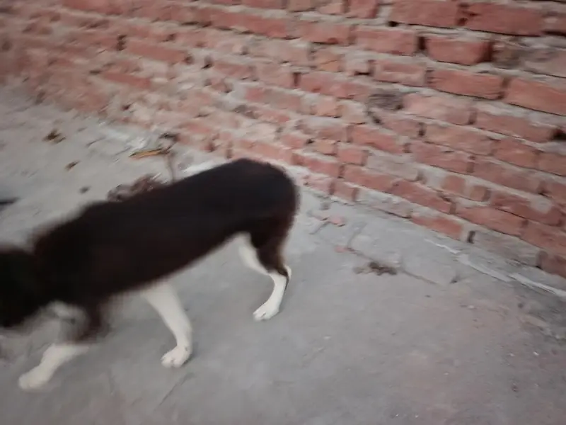 Female Husky For Sale — photo 2