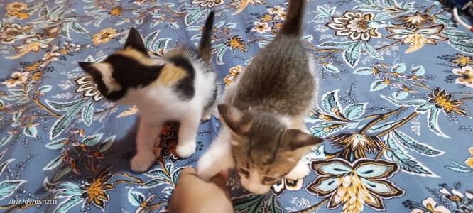 cats kitten