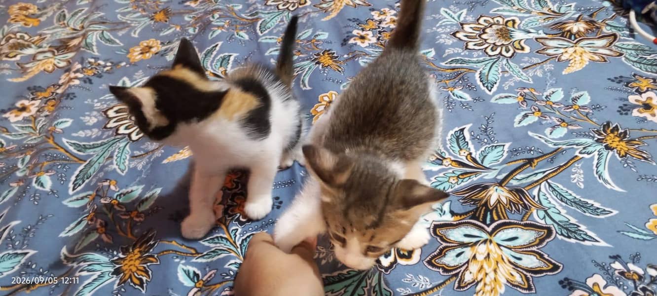cats kitten 0