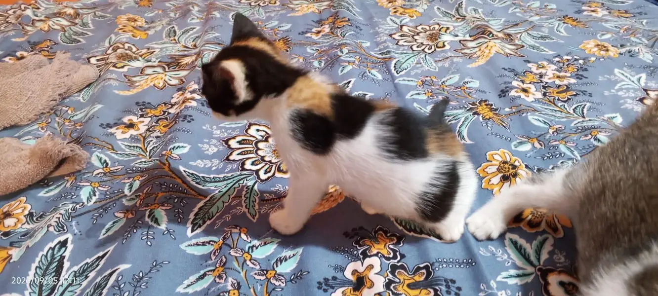cats kitten — photo 2