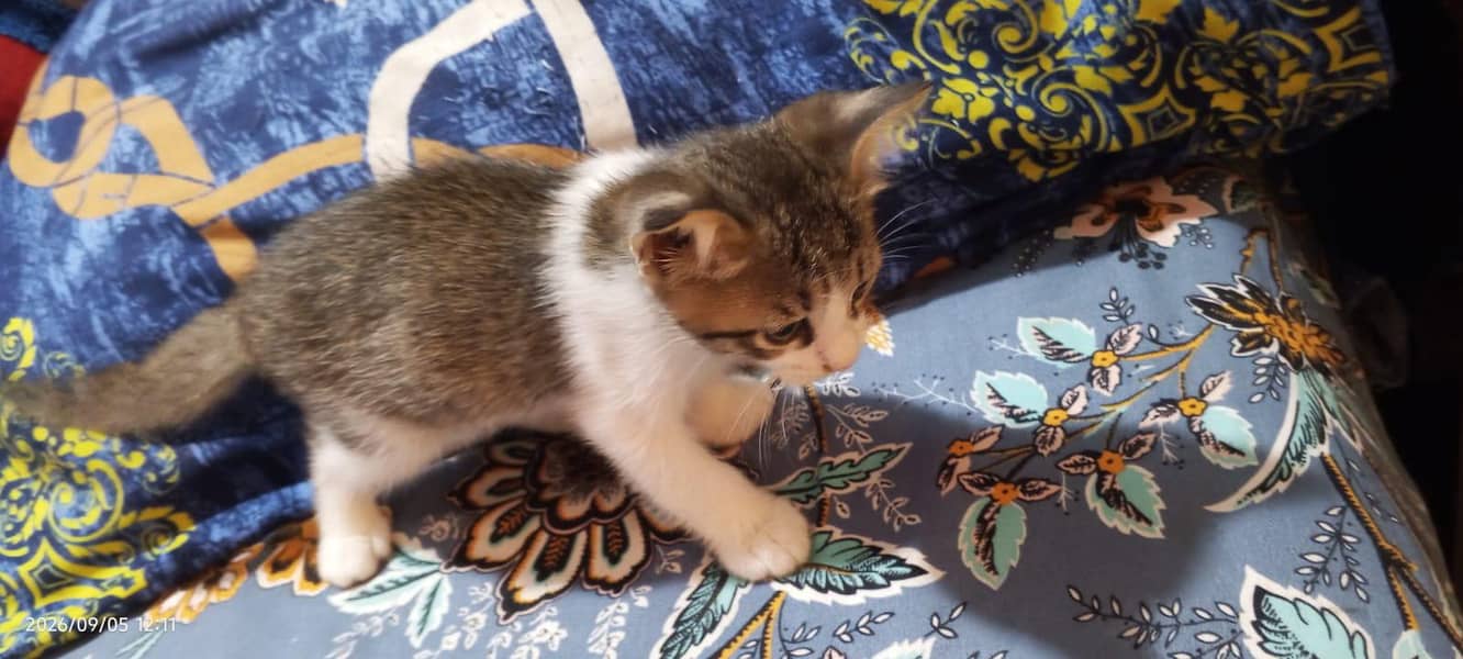 cats kitten 2