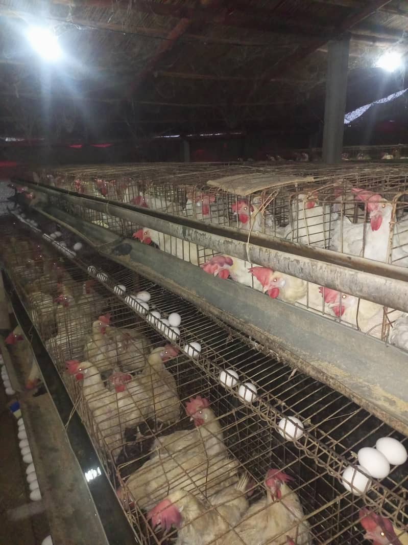layer hens 50 week 0