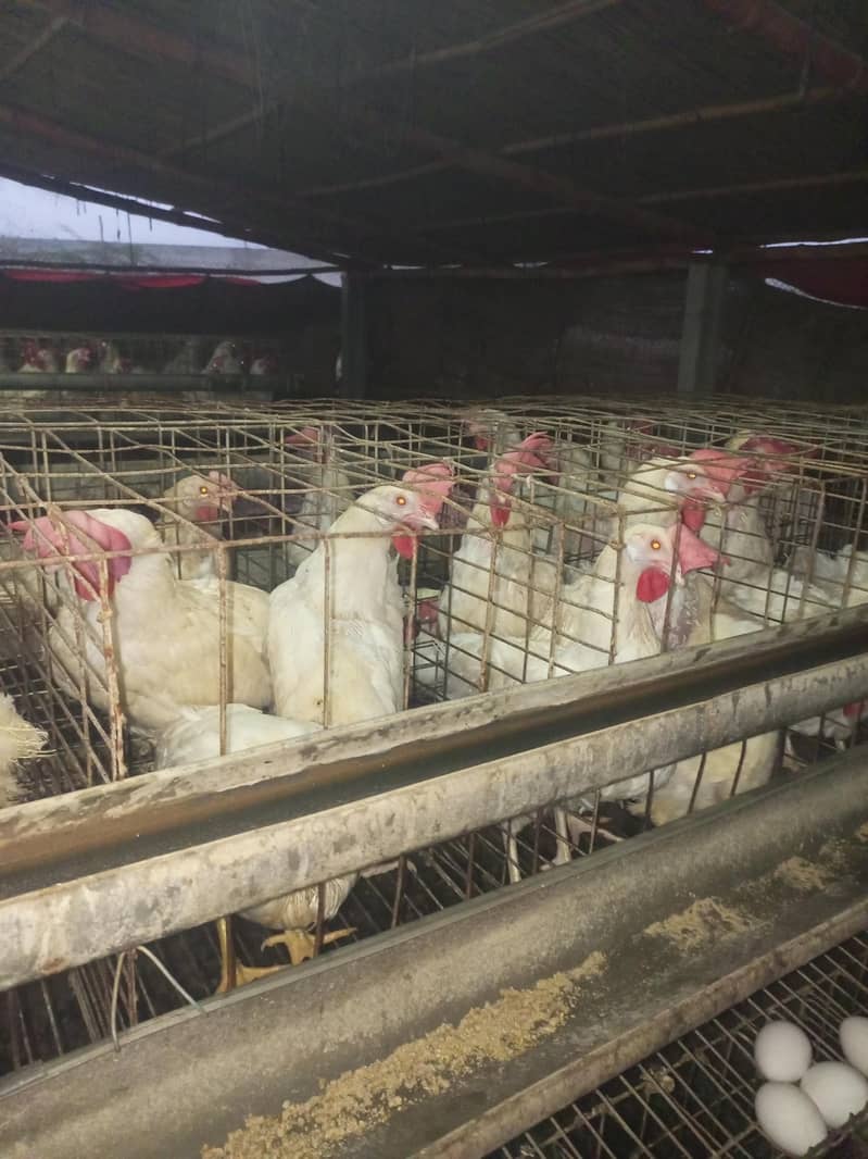 layer hens 50 week 1