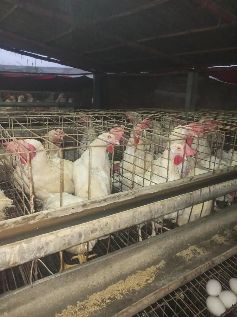 layer hens 50 week — photo 2