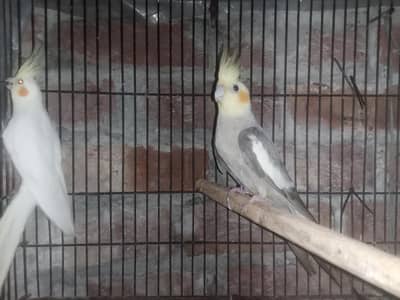 Cockatiel Parrot healthy active Pair healthy active