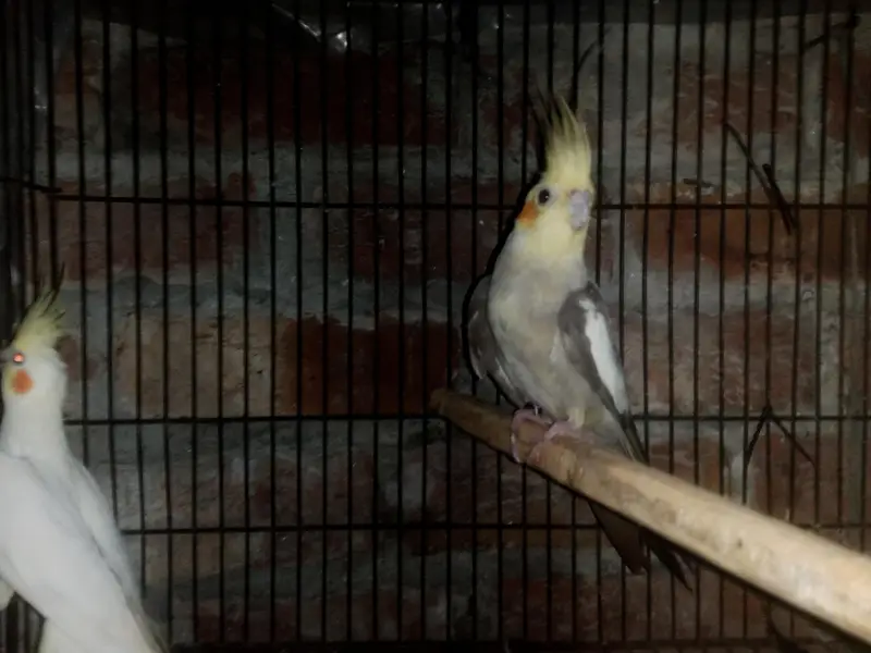 Cockatiel Parrot healthy active Pair healthy active — photo 2