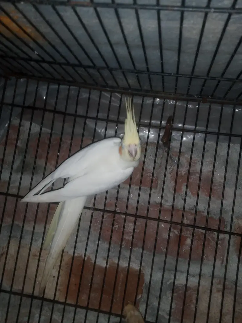 Cockatiel Parrot healthy active Pair healthy active — photo 3