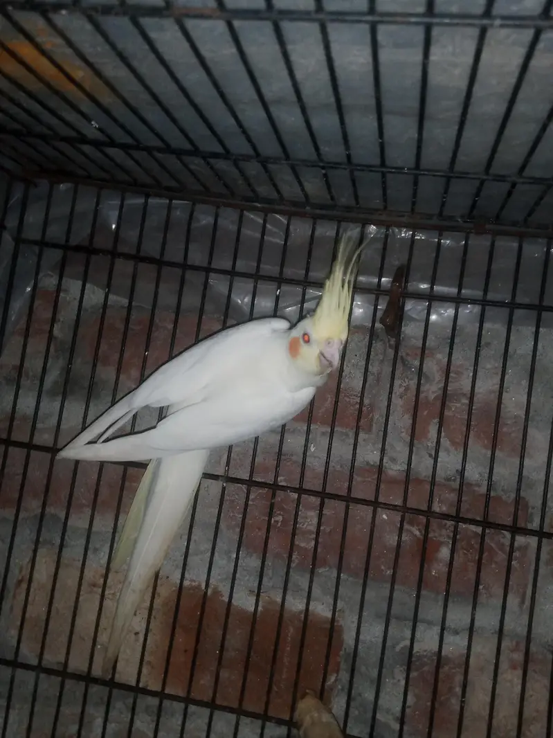 Cockatiel Parrot healthy active Pair healthy active — photo 4