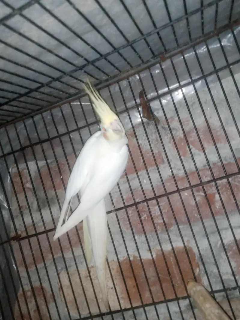 Cockatiel Parrot healthy active Pair healthy active — photo 5