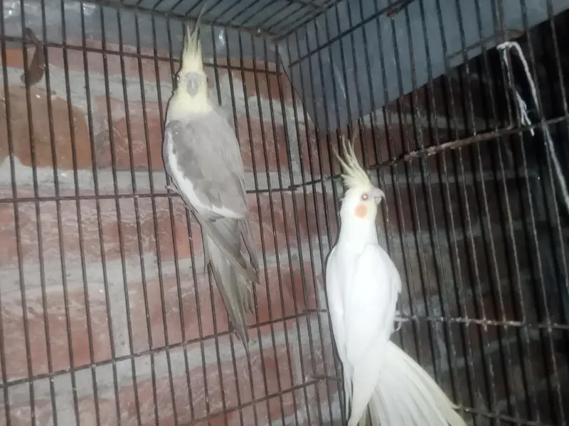 Cockatiel Parrot healthy active Pair healthy active — photo 6