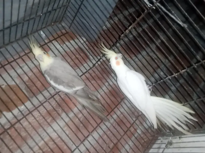 Cockatiel Parrot healthy active Pair healthy active — photo 7