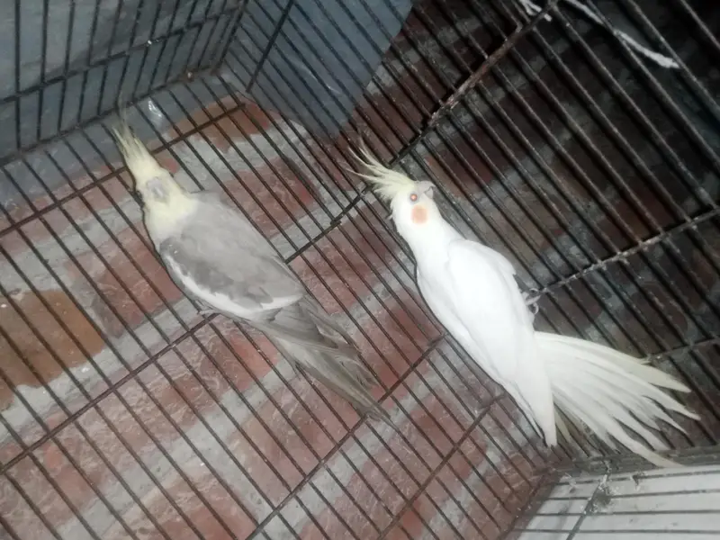 Cockatiel Parrot healthy active Pair healthy active — photo 8