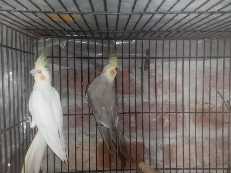 Cockatiel Parrot healthy active Pair healthy active — photo 9