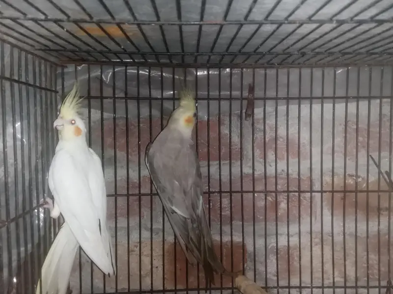 Cockatiel Parrot healthy active Pair healthy active — photo 10
