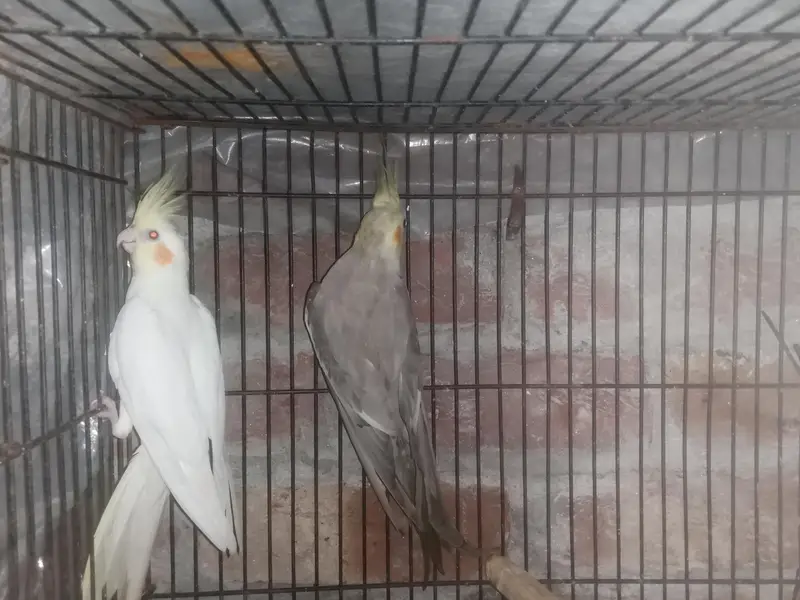 Cockatiel Parrot healthy active Pair healthy active — photo 11
