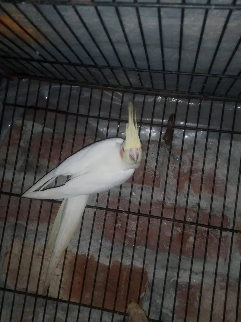 Cockatiel Parrot healthy active Pair healthy active — photo 12