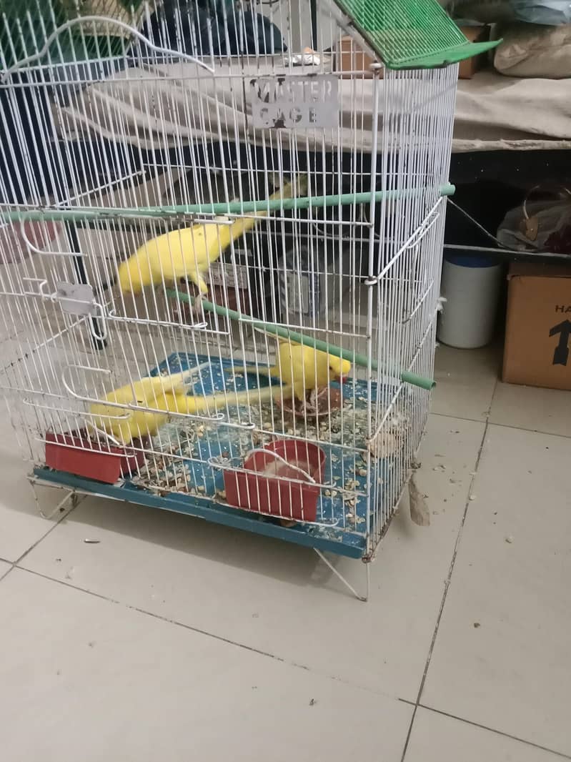 jambo size hai 0