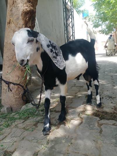 bakra for sale