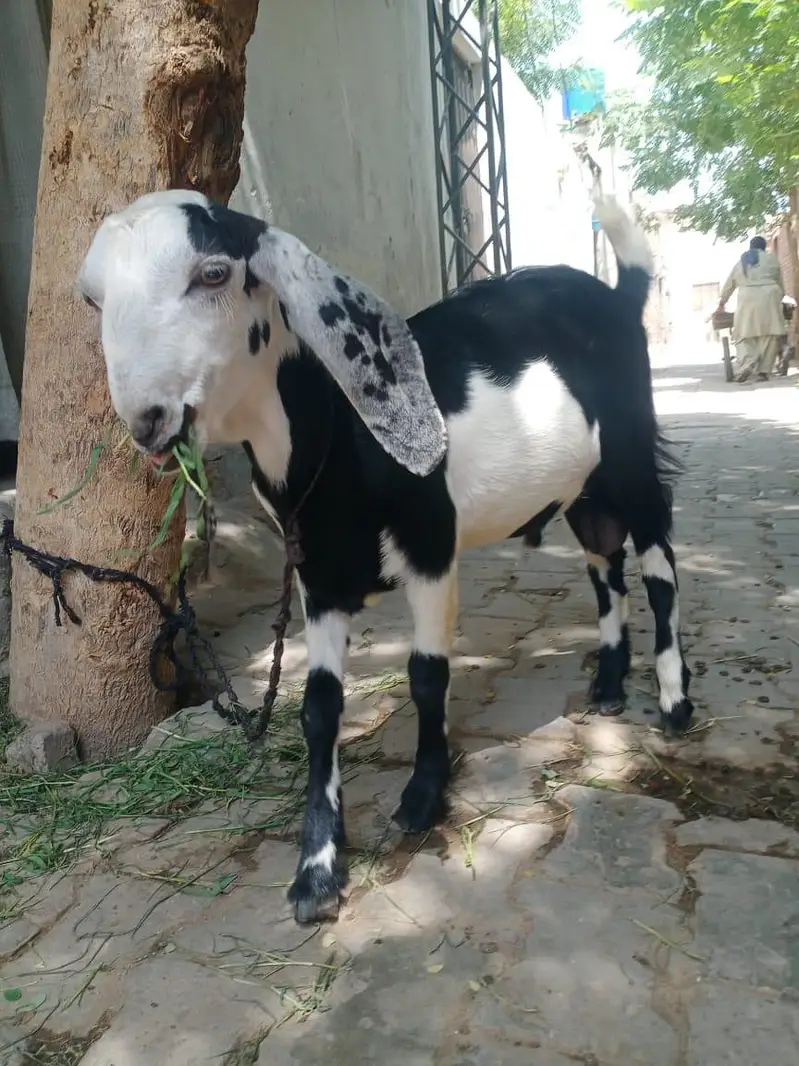 bakra for sale