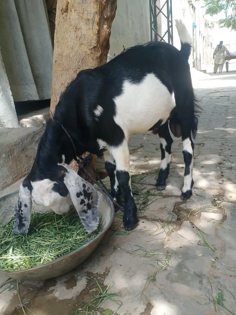bakra for sale — photo 2