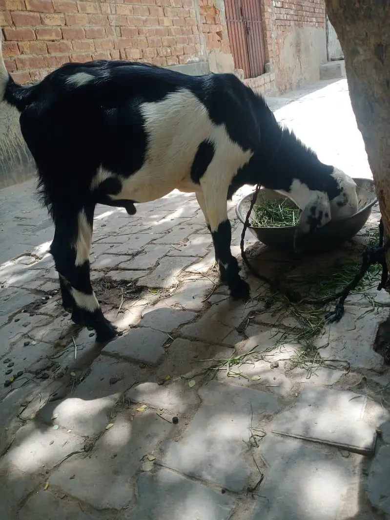 bakra for sale — photo 3