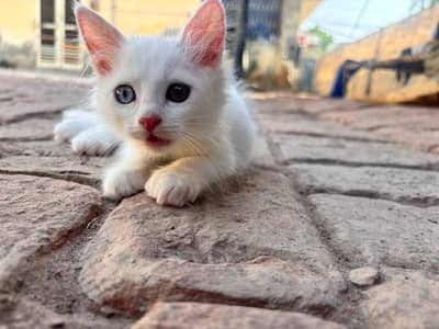 odd eyed triple coat kitten