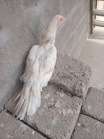 Indain parrot beak female top quality