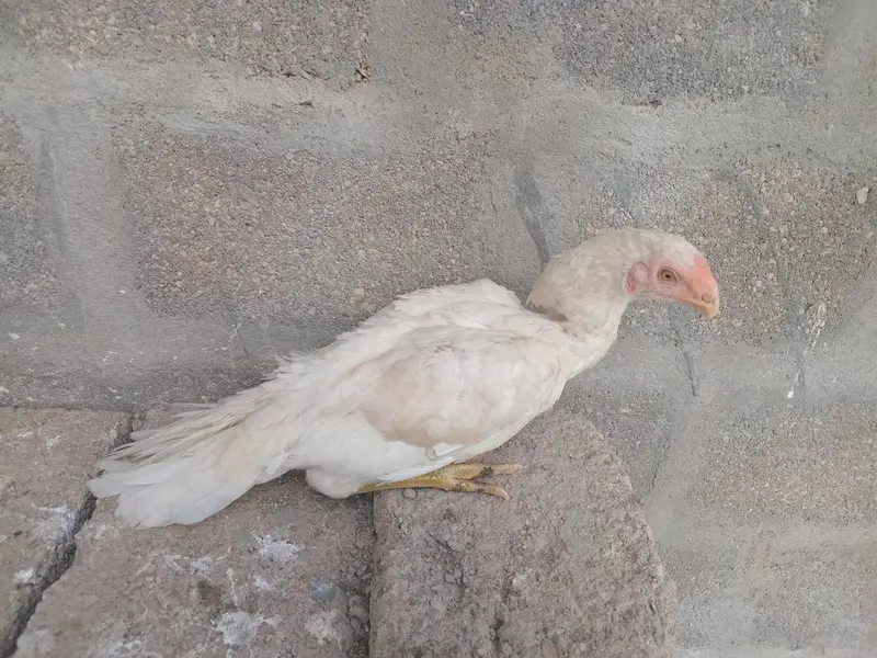 Indain parrot beak female top quality — photo 2