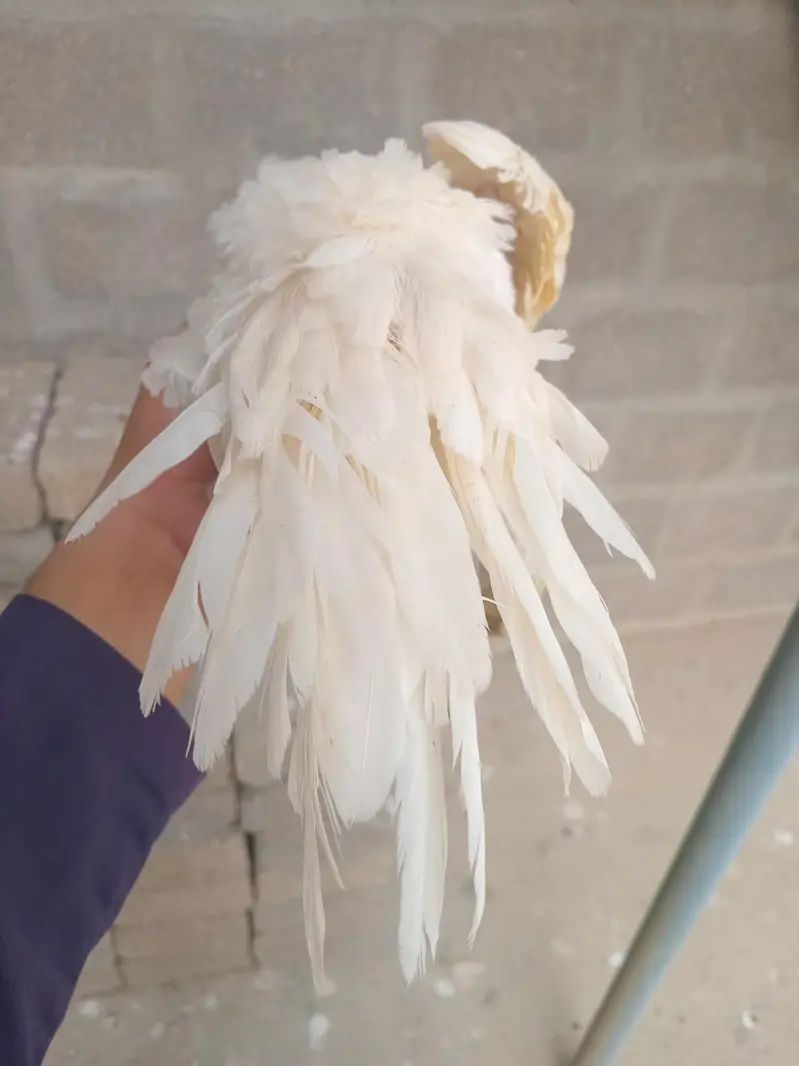 Indain parrot beak female top quality — photo 3