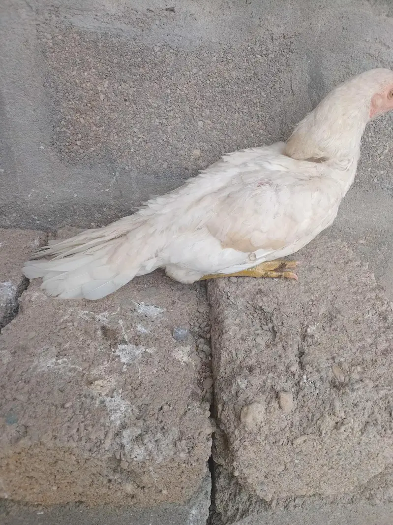 Indain parrot beak female top quality — photo 4