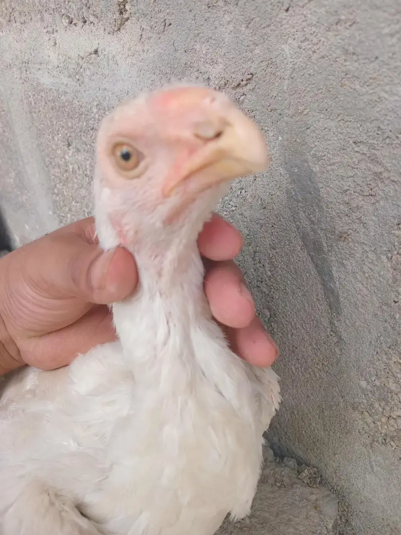 Indain parrot beak female top quality — photo 5