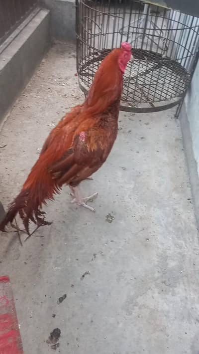 aseel peela for sale wah cantt 0333-2462535 whatsapp