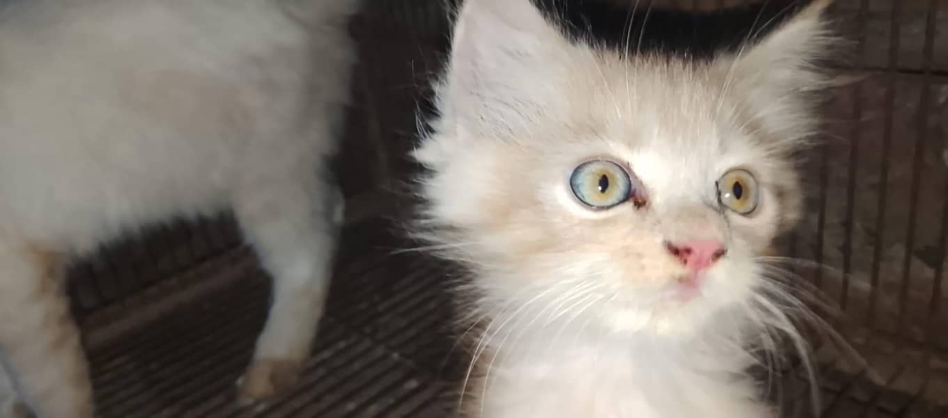 kitten 0