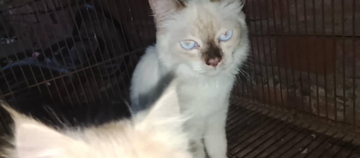 kitten 1