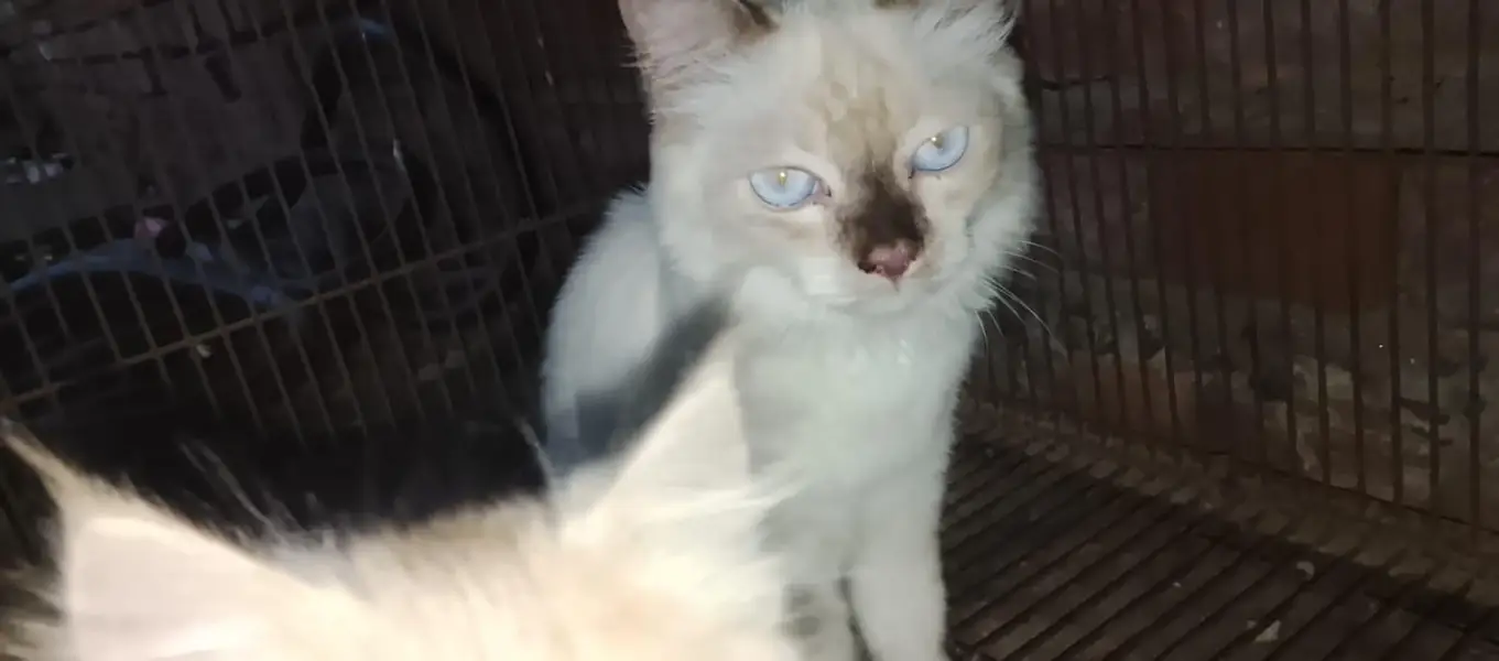 kitten — photo 2