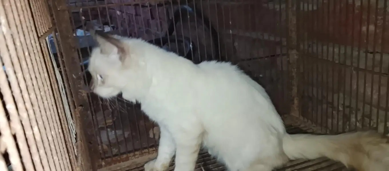 kitten — photo 3